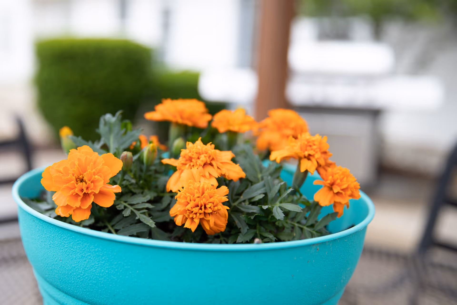 Close-up of a turquoise planter filled with vibrant orange marigold flowers, with blurred greenery and outdoor furniture in the background.