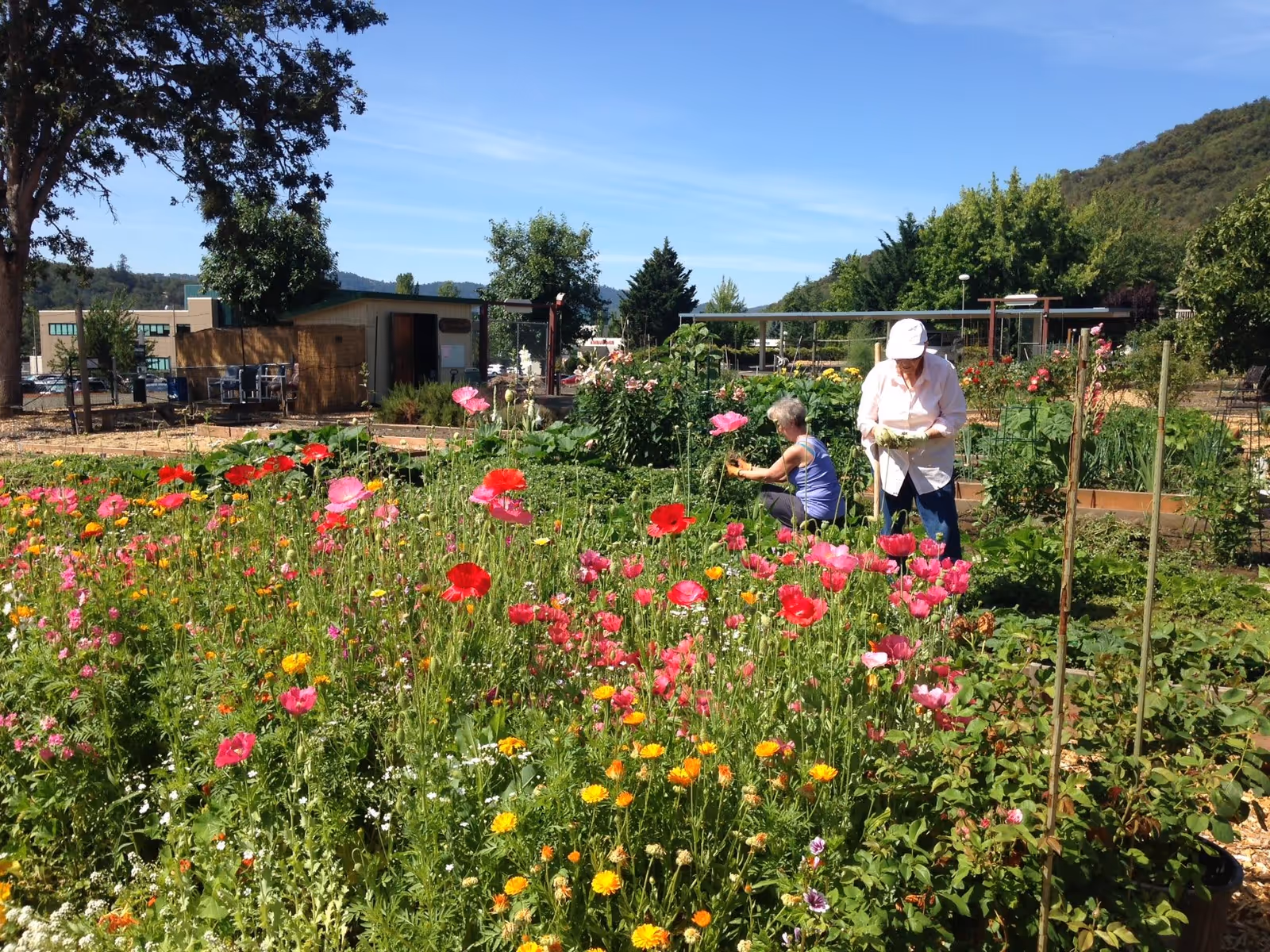 Two older women tending a colorful outdoor community garden with flowers and raised beds on a sunny day.