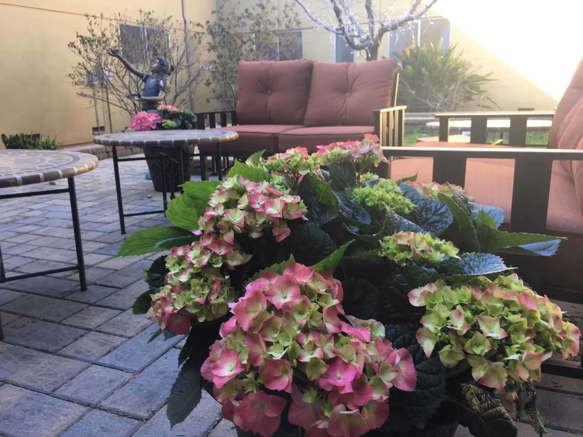 Potted pink and green hydrangeas on a paved patio with cushioned outdoor chairs and tables in the background.