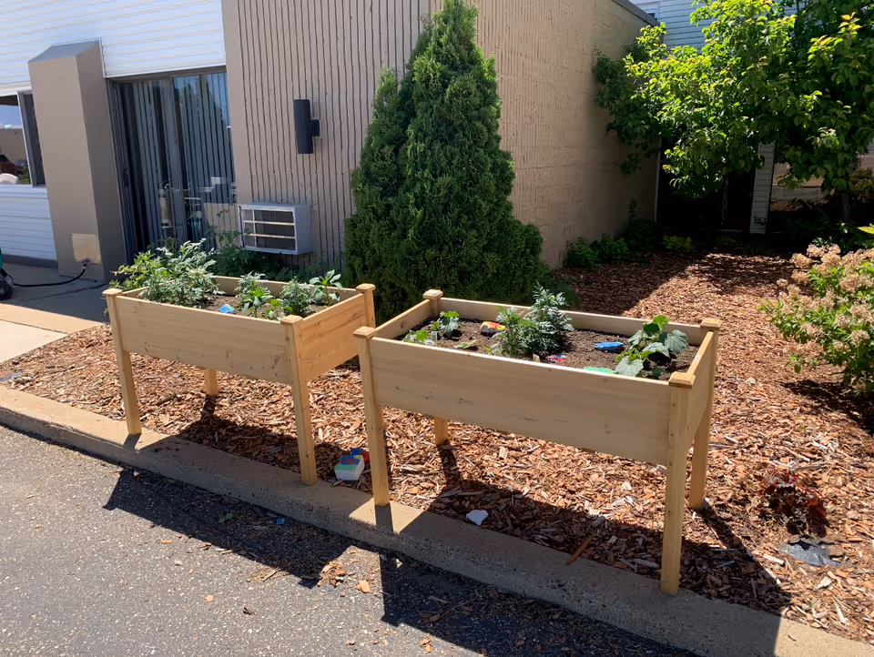 Two wooden raised planter boxes with young plants on a mulched strip in front of a building and shrubs.