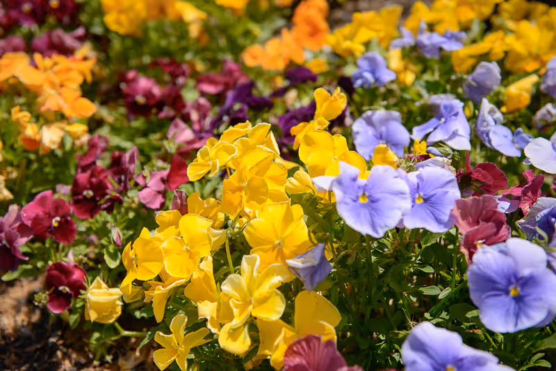 Close-up view of a colorful flower bed featuring vibrant yellow, purple, orange, and maroon pansies in full bloom under bright sunlight.