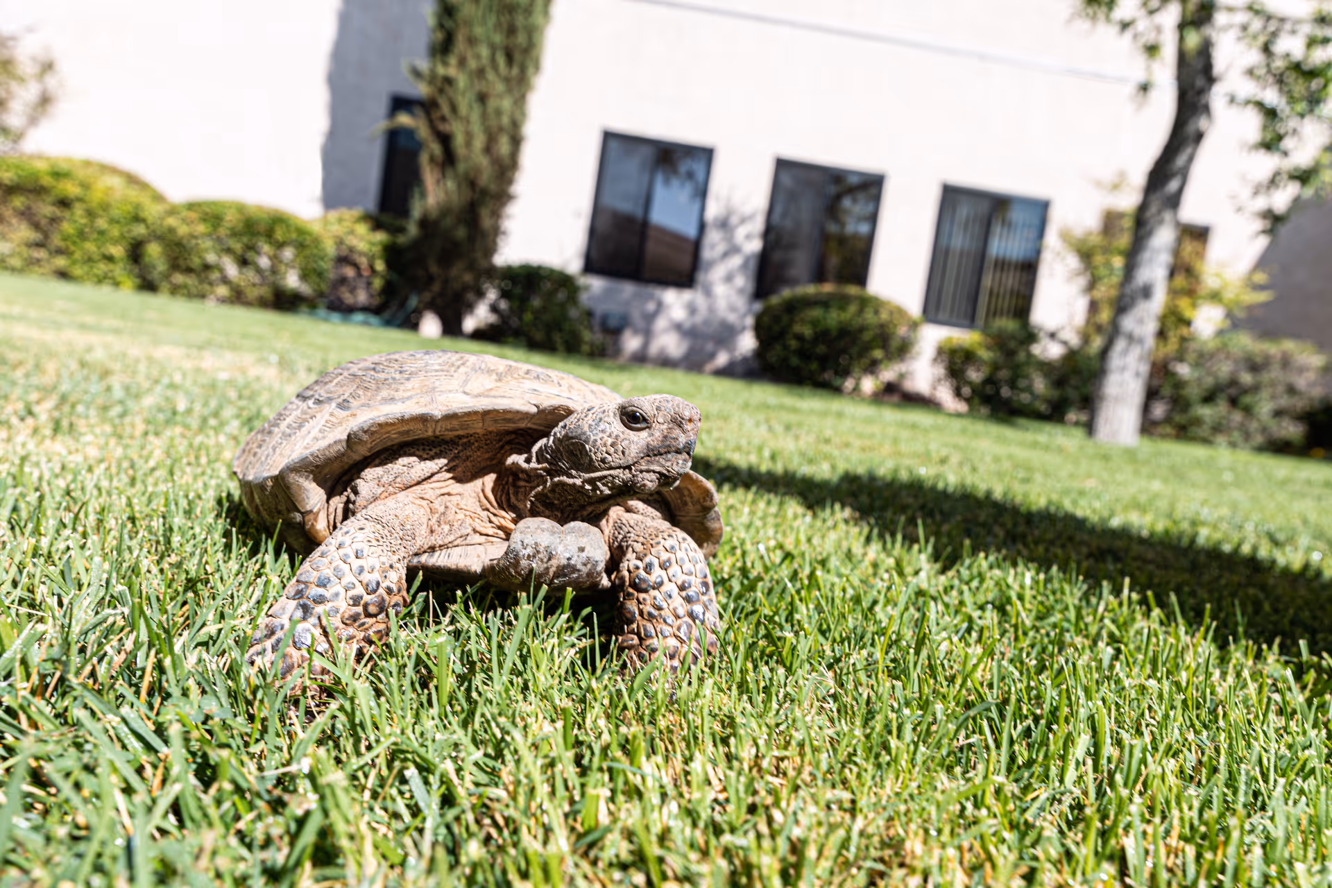 A close-up of a tortoise walking on green grass with a building and some bushes in the background.