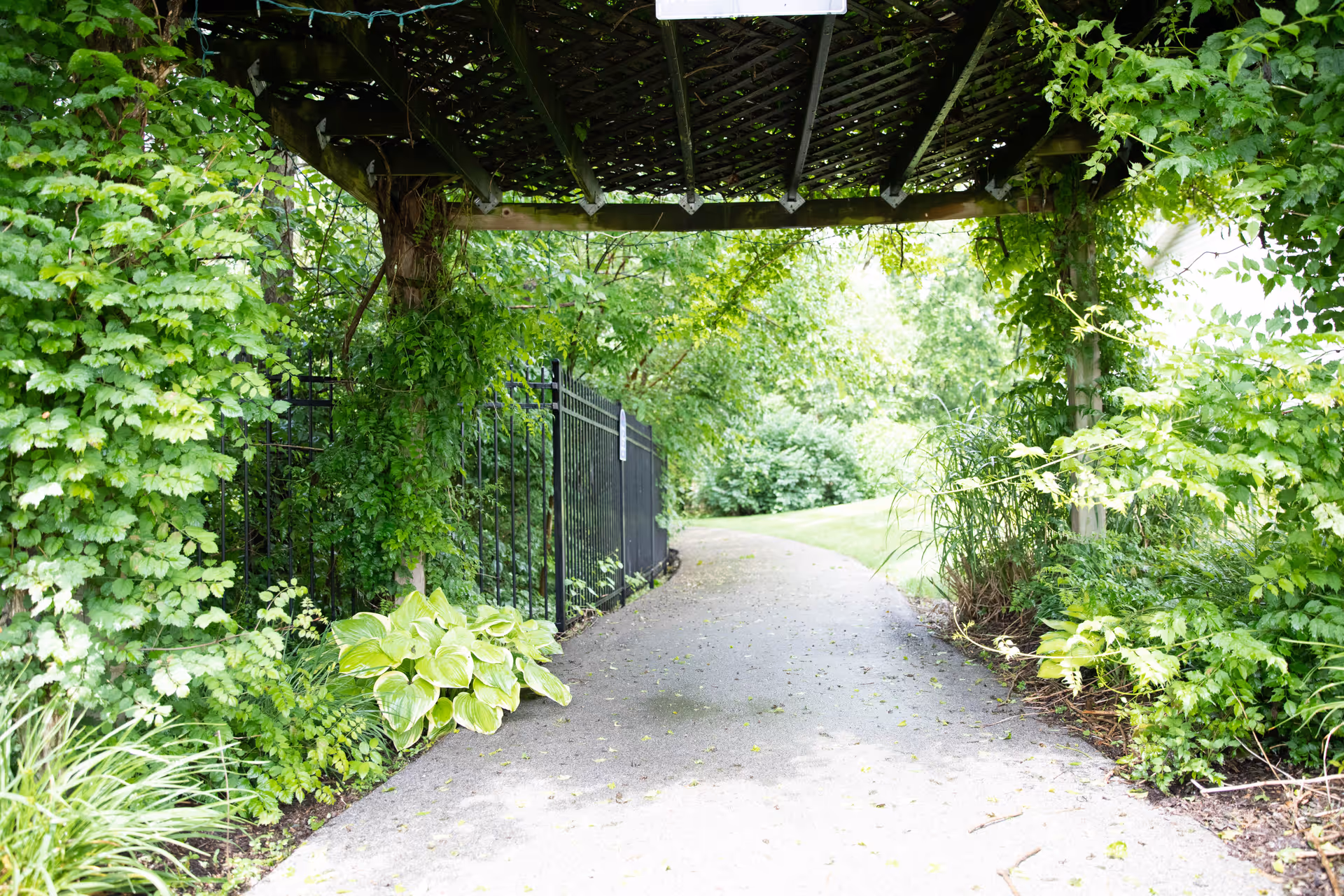 A paved garden pathway winding under a wooden pergola covered with green vines and surrounded by lush greenery and plants on both sides.