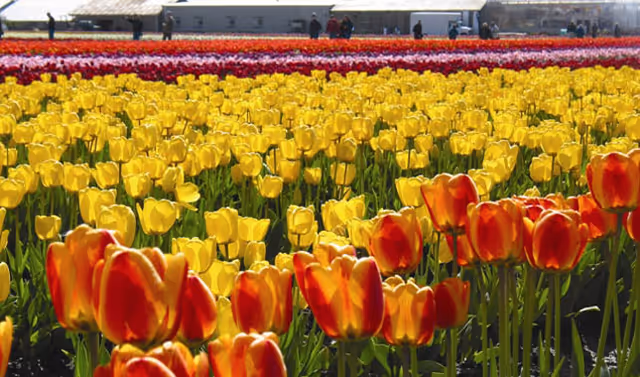 Rows of red and yellow tulips in a field with people and buildings visible in the distant background.