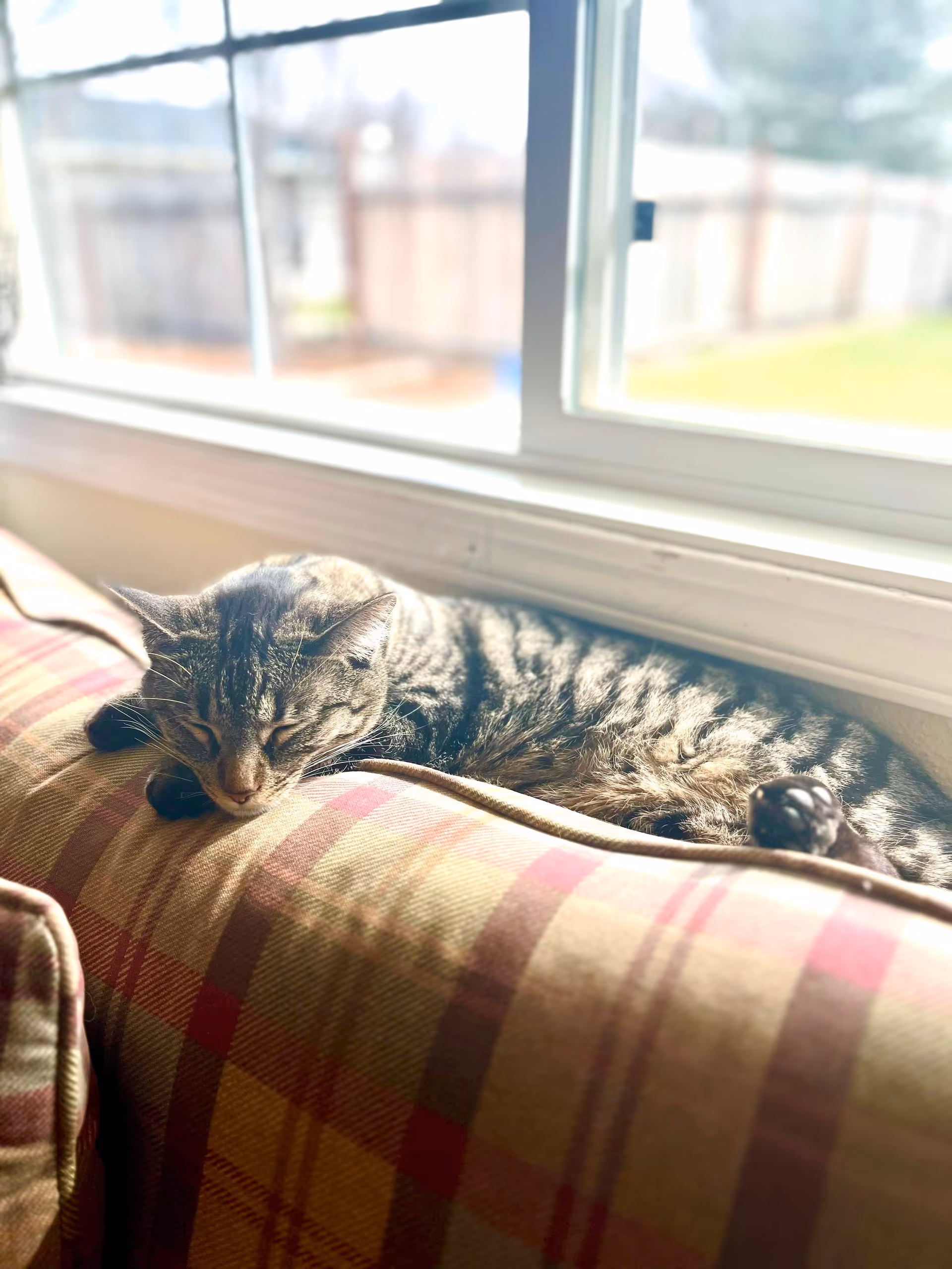 A tabby cat sleeping on the back of a plaid sofa beside a sunlit window.