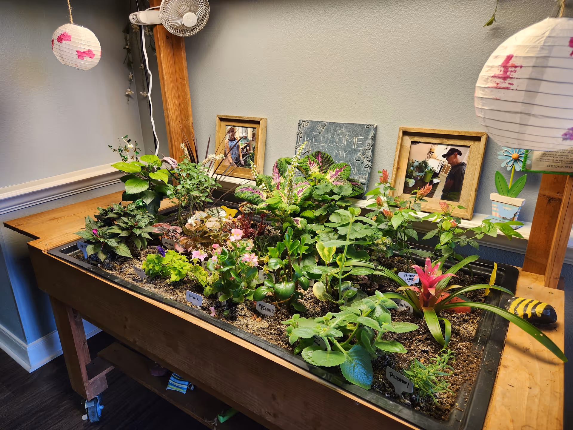 An indoor wooden planter table filled with assorted labeled plants and flowers, with framed photos and decorative lanterns on the wall behind.
