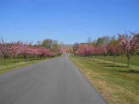 Wide driveway leads to a distant building, flanked by blooming pink trees.