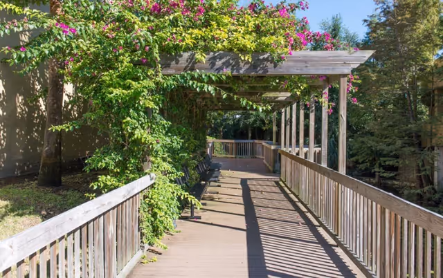 Wooden pergola-covered outdoor walkway with climbing vines and benches in dappled sunlight.