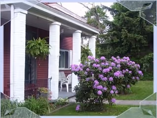 Front porch of a red building with white pillars and hanging ferns, a white chair on the porch, and a large bush with purple flowers in the foreground surrounded by green grass and trees.