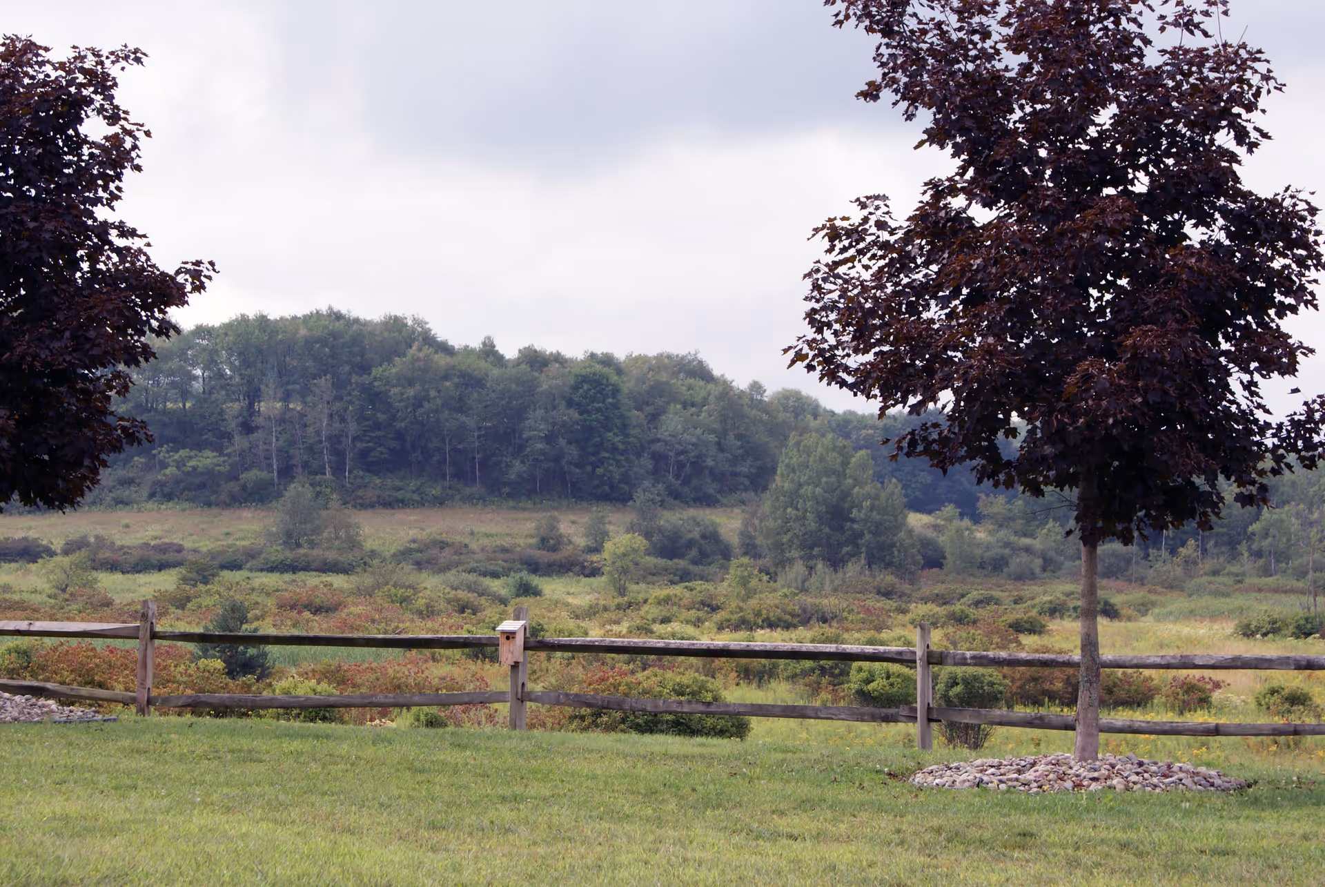 A scenic outdoor view featuring a wooden fence with a birdhouse attached, green grass in the foreground, two trees with dark purple leaves on either side, and a backdrop of dense green forest under a cloudy sky.