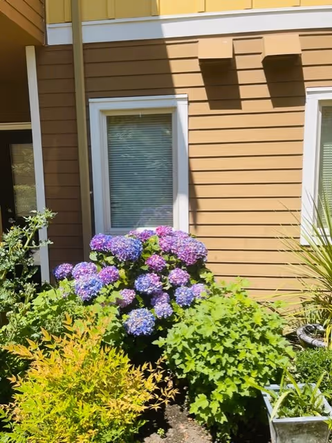 A garden area with blooming purple and blue hydrangea flowers in front of a brown building with white-trimmed windows.