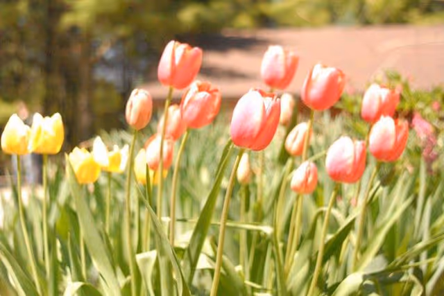 Close-up view of a garden bed with blooming tulips in shades of pink and yellow, with green leaves and blurred trees in the background.