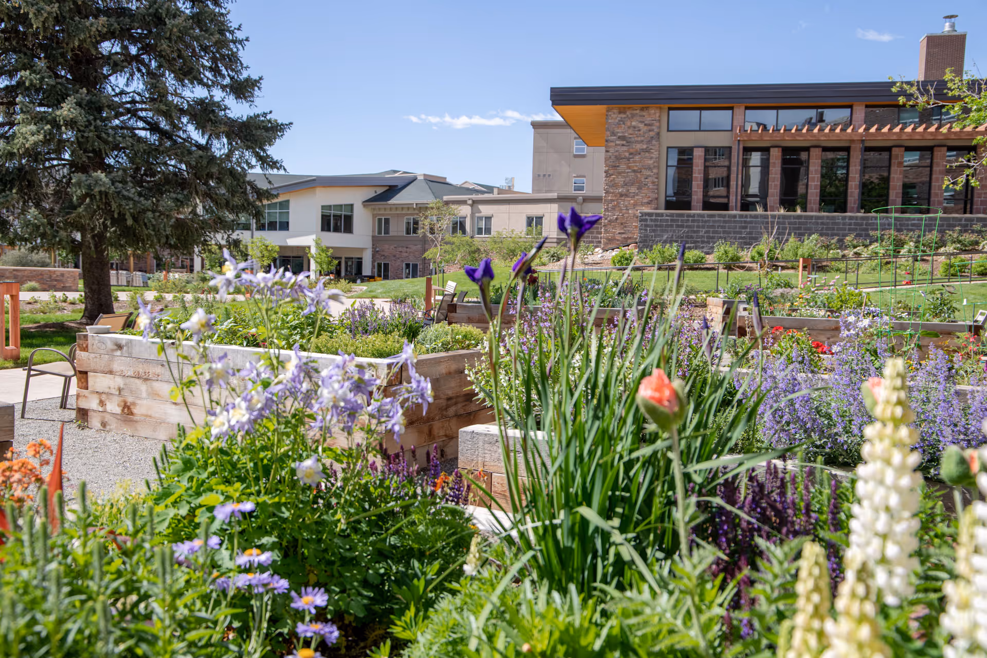 A vibrant outdoor garden area with raised wooden flower beds filled with various colorful flowers and plants. In the background, there are modern buildings with large windows and a patio area under a clear blue sky.