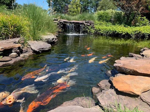 A serene outdoor pond with colorful koi fish swimming near the surface. The pond is surrounded by natural rocks and lush greenery, with a small waterfall flowing into the pond in the background under a clear blue sky.