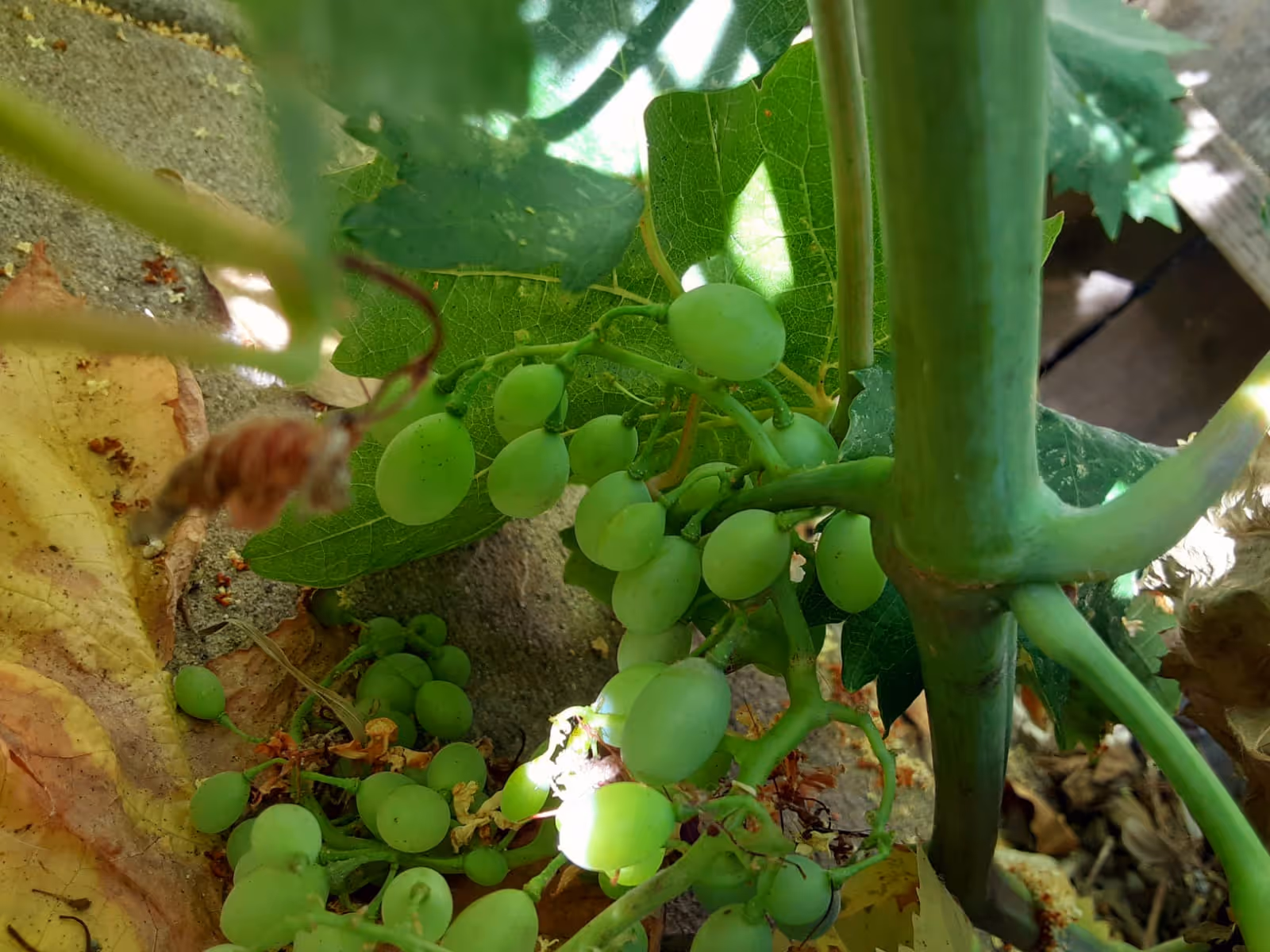 Close-up view of a cluster of small green grapes growing on a vine with green leaves and some dried leaves on the ground.