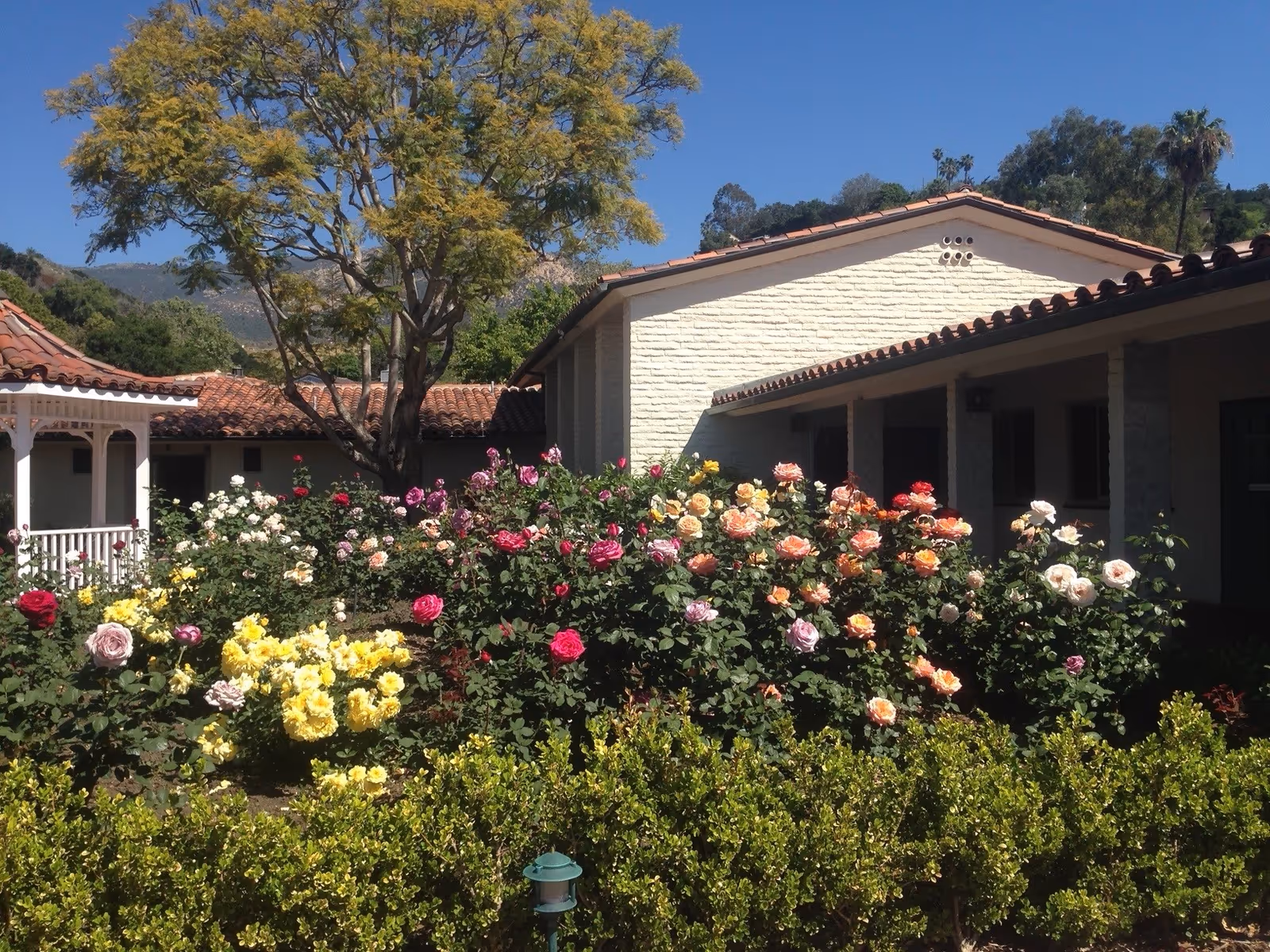Sunlit courtyard garden with colorful rose bushes and trimmed hedges in front of a single-story stucco building with a tiled roof and gazebo.
