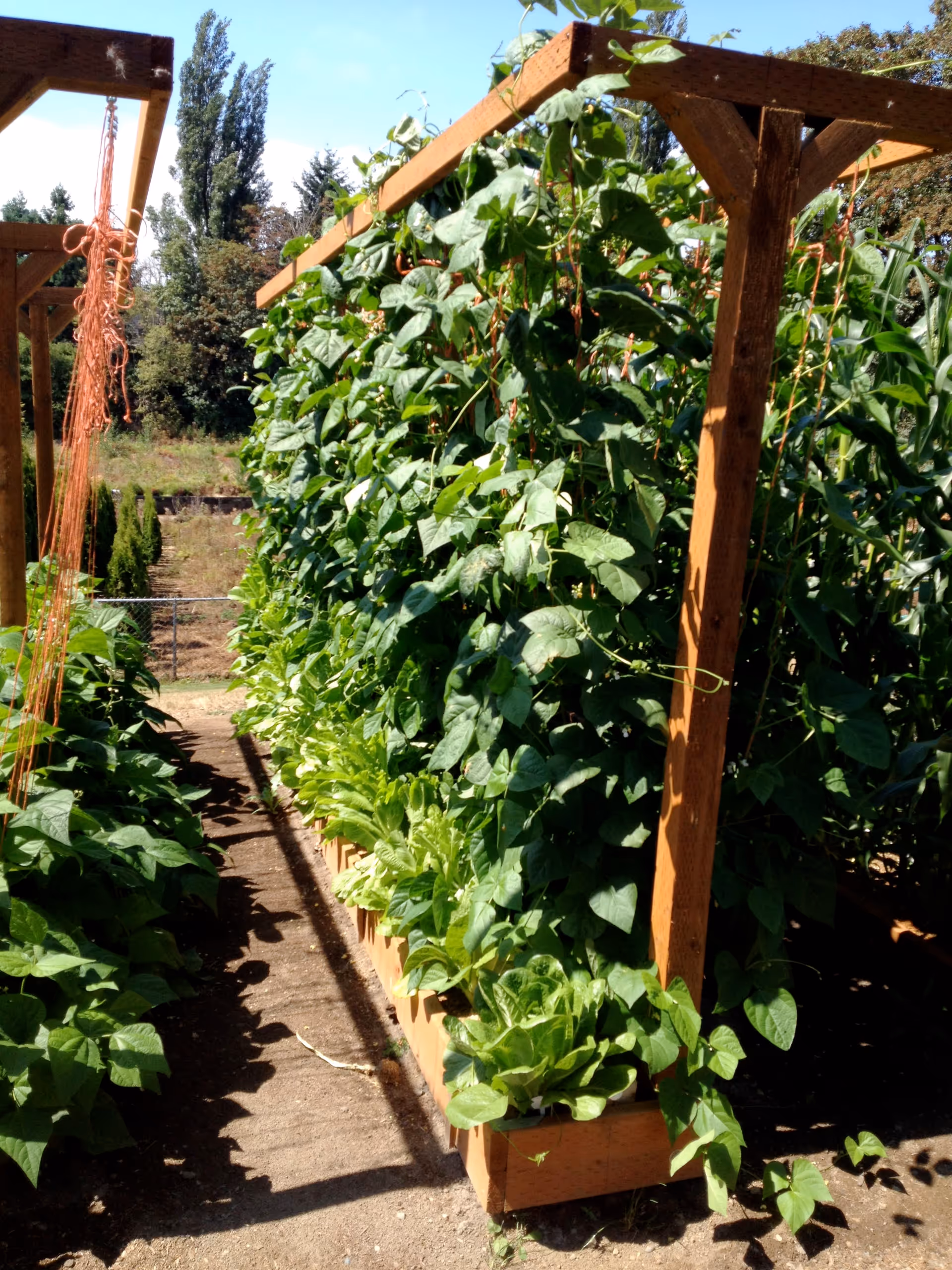 Raised garden beds with dense climbing plants on wooden trellises in an outdoor garden.