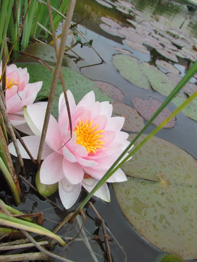 Pink water lily with a yellow center floating among lily pads in a pond.