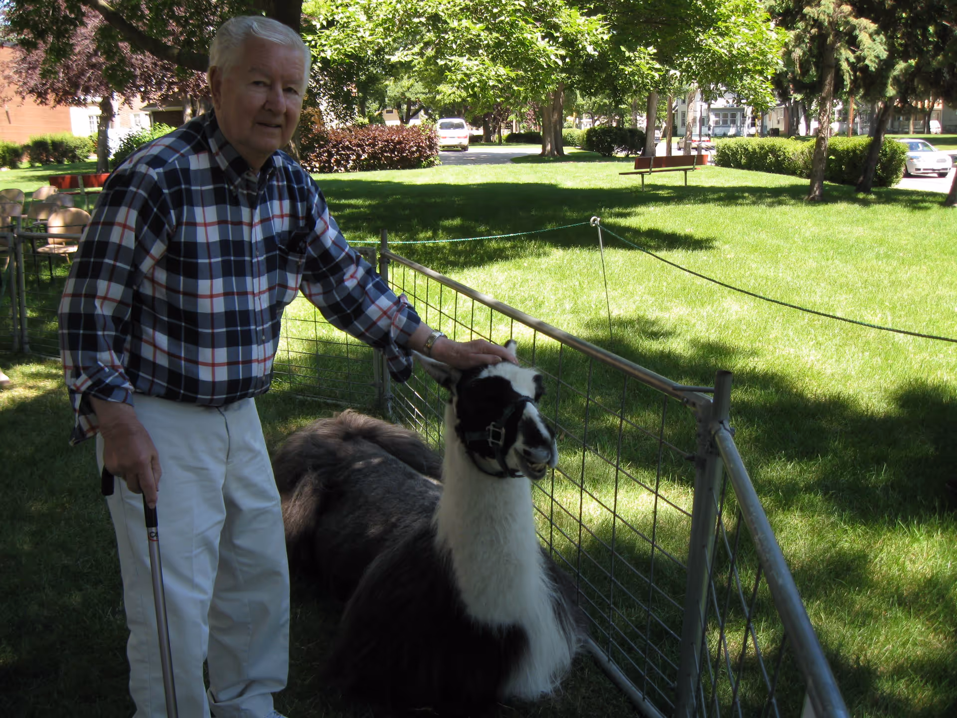 An elderly man wearing a plaid shirt and white pants is standing outdoors on grass next to a fenced area, petting a black and white llama that is sitting on the ground. The man is holding a cane in one hand. Trees, benches, and parked cars are visible in the background.