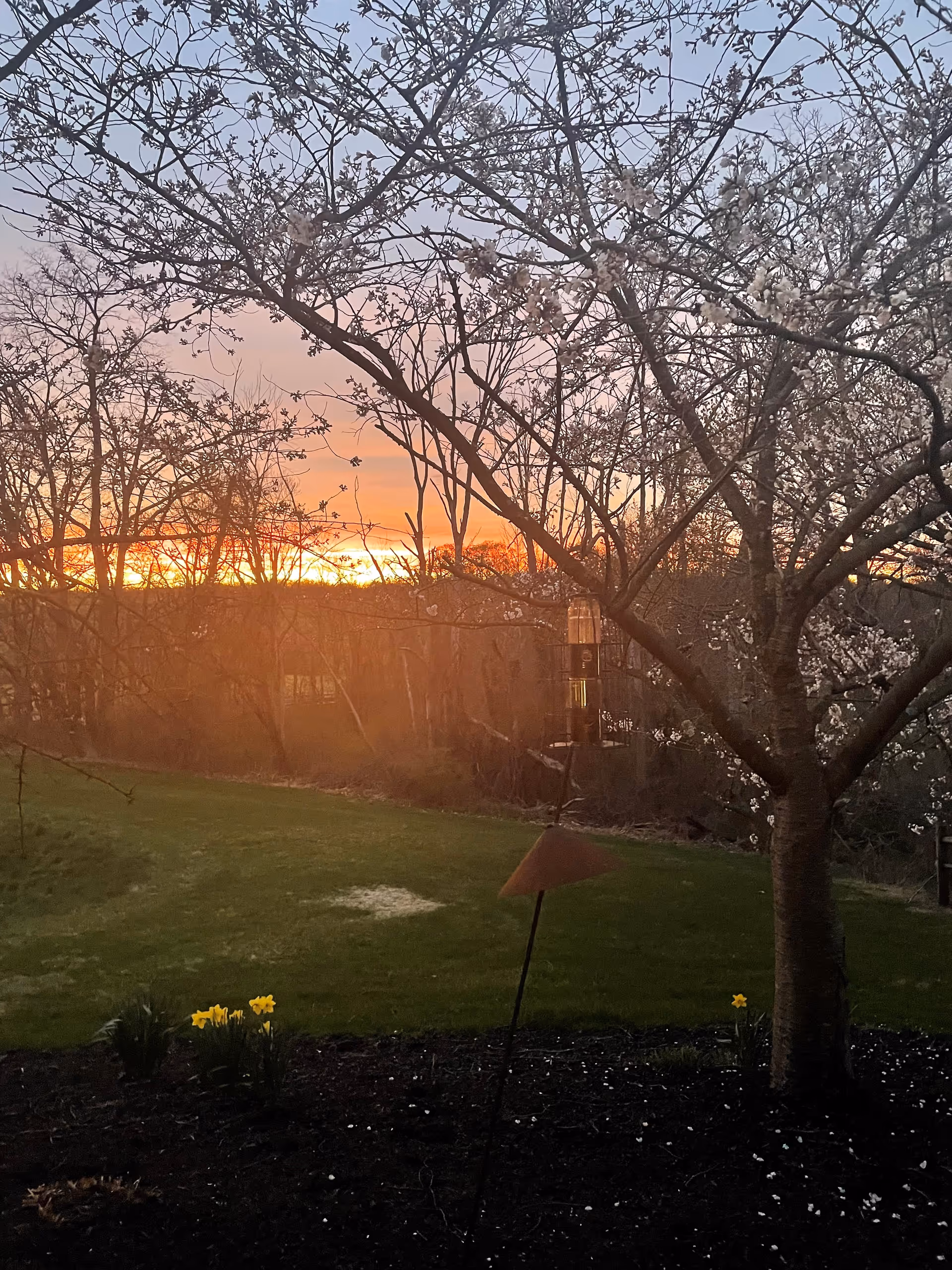 A sunset seen through flowering tree branches overlooking a grassy backyard with daffodils and a hanging bird feeder.