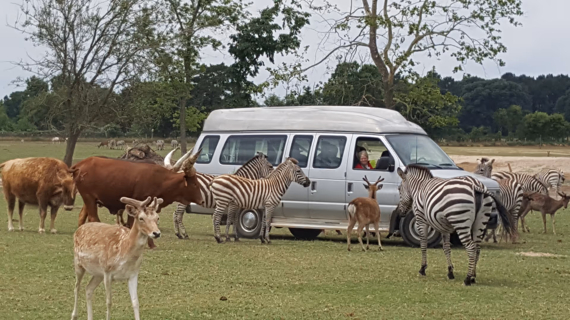 A group of zebras, deer, and a large brown bull surrounding a white van in a grassy area with trees in the background. A person is visible inside the van looking out the window.