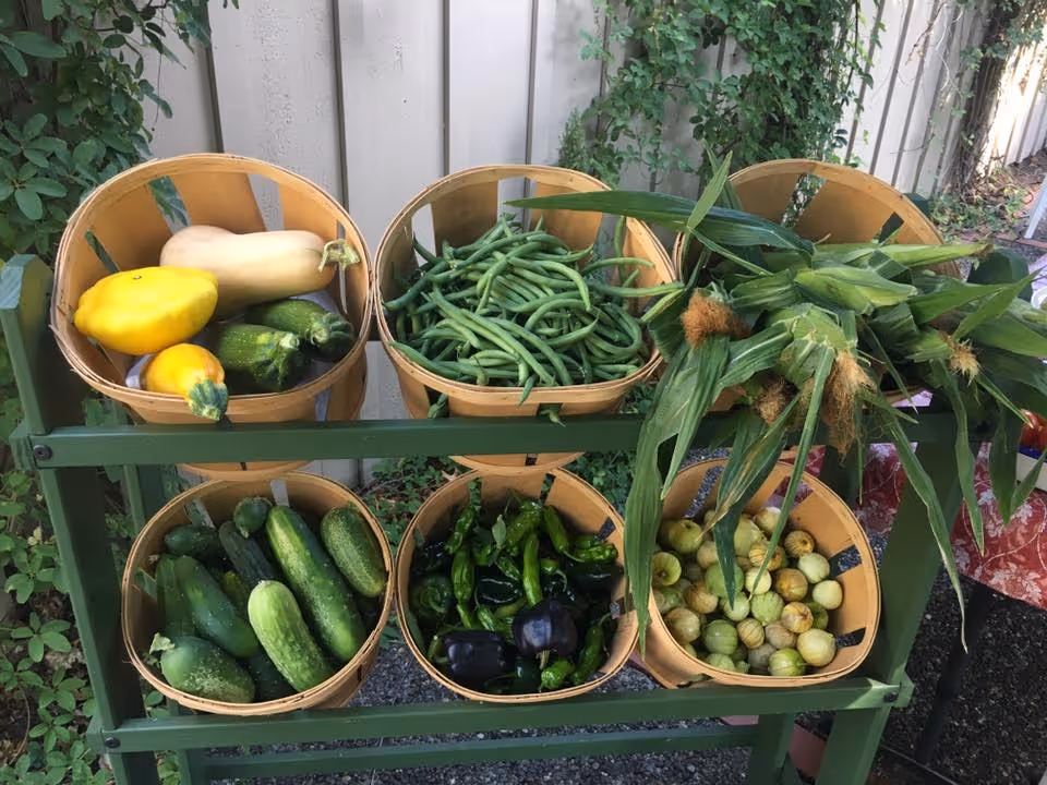 Baskets of fresh vegetables including squash, green beans, corn, cucumbers and peppers displayed on a green wooden rack outdoors.