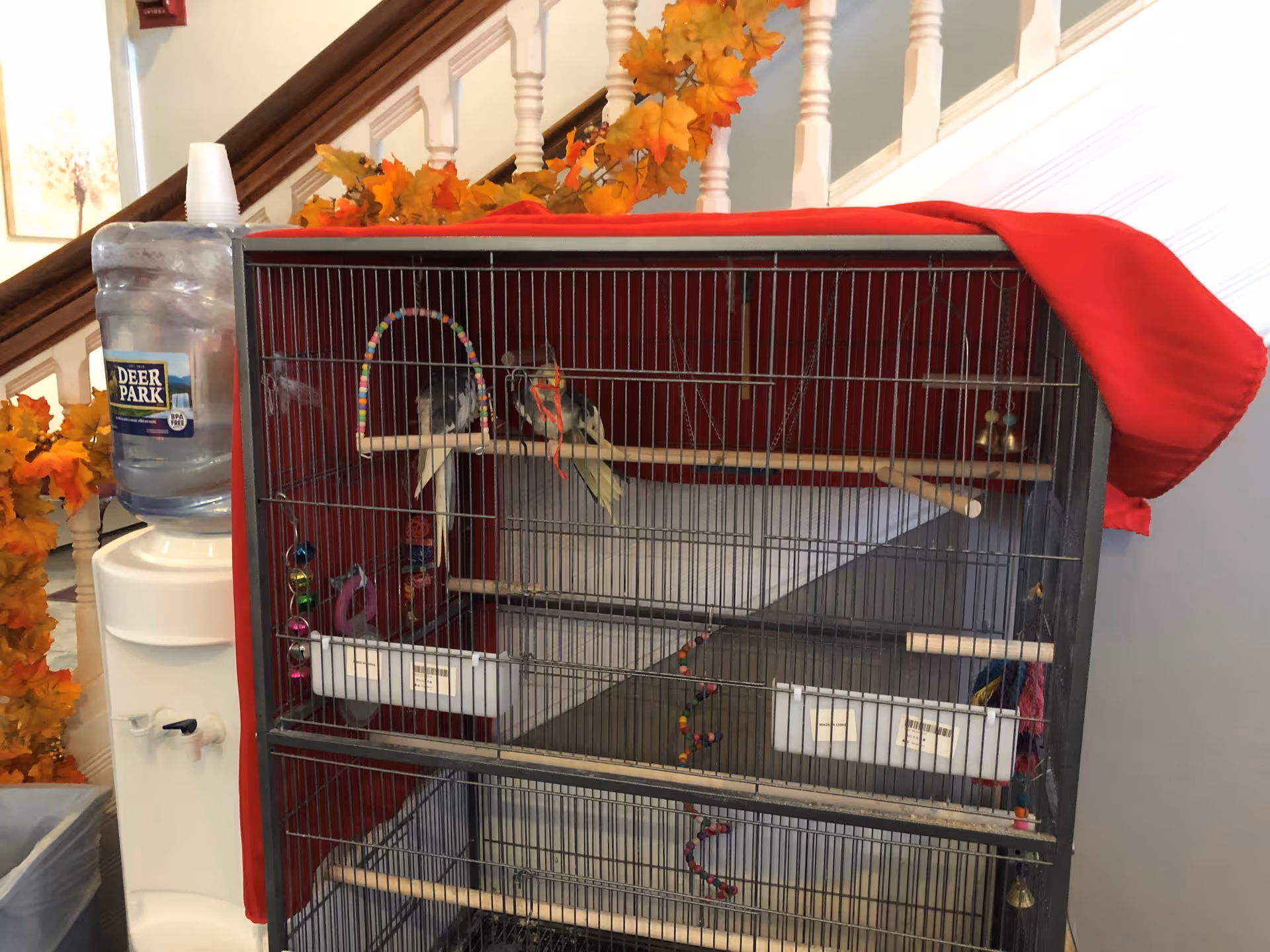 A birdcage with two birds perched inside, placed next to a water dispenser. The cage is partially covered with a red cloth and decorated with autumn-themed orange leaves. The background shows a staircase with white spindles and a wooden handrail.