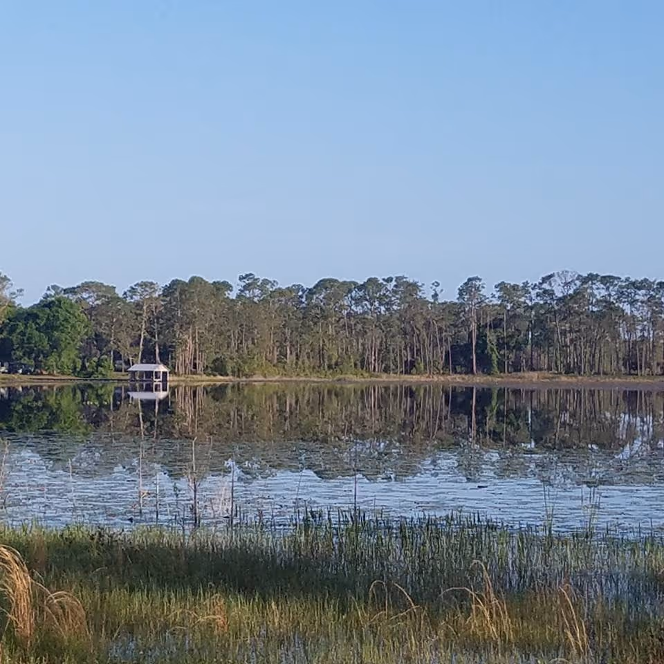 A serene outdoor scene featuring a calm lake with reflections of tall trees and a small gazebo-like structure on the far shore under a clear blue sky. The foreground has tall grasses and reeds near the water's edge.