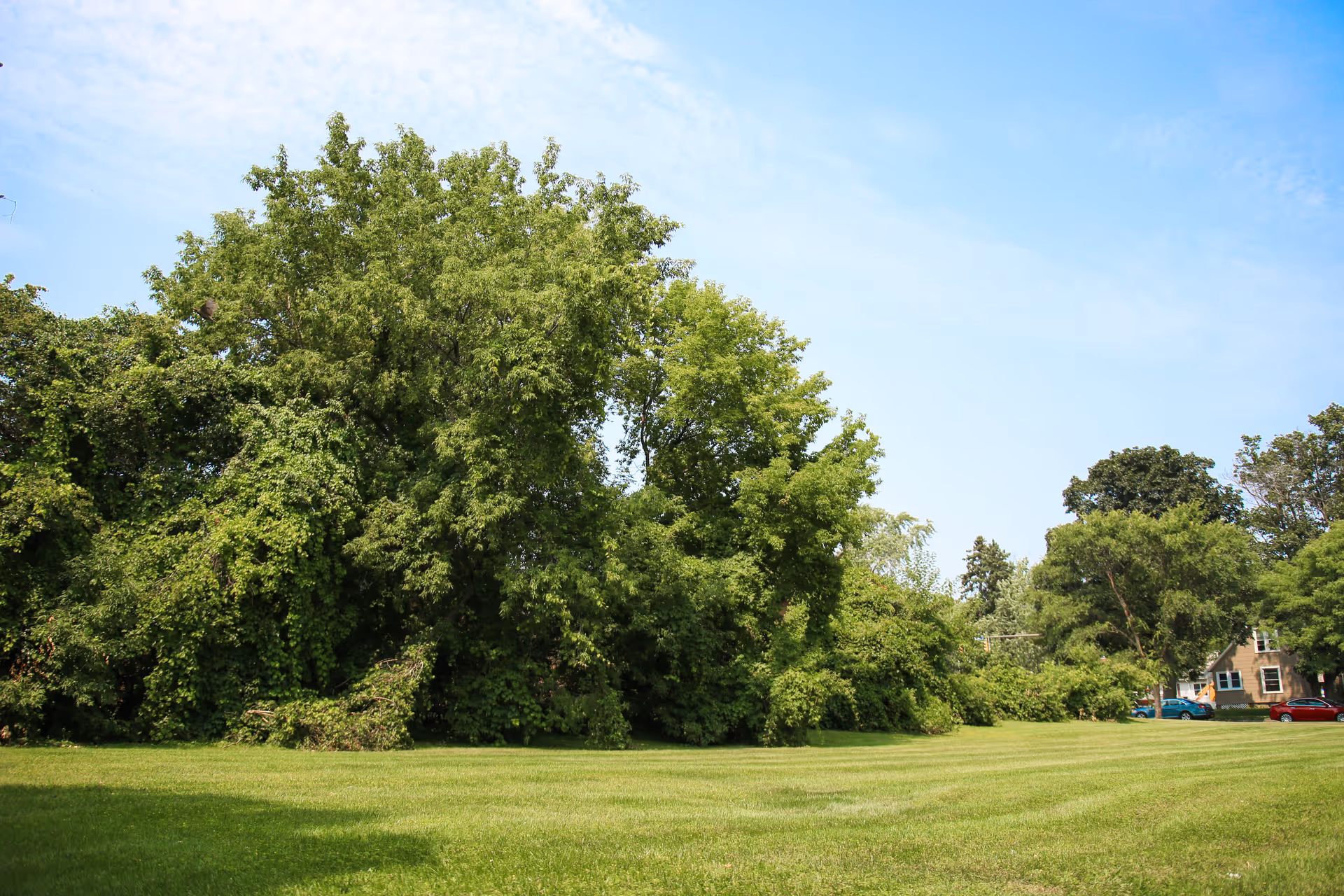 Wide grassy lawn bordered by dense green trees with a few houses and cars visible at the right under a blue sky.