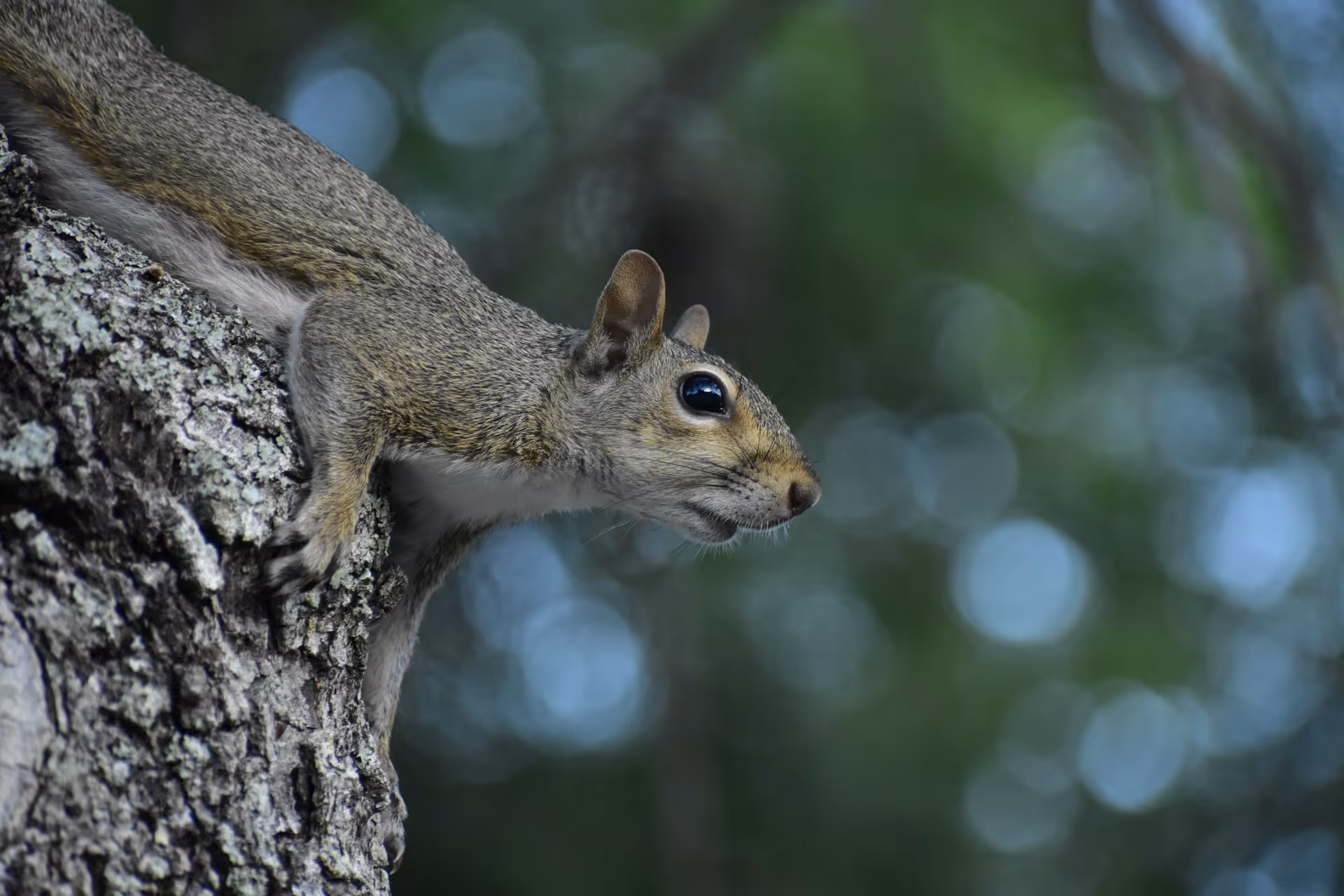 A squirrel clinging to a tree trunk with a blurred green bokeh background.