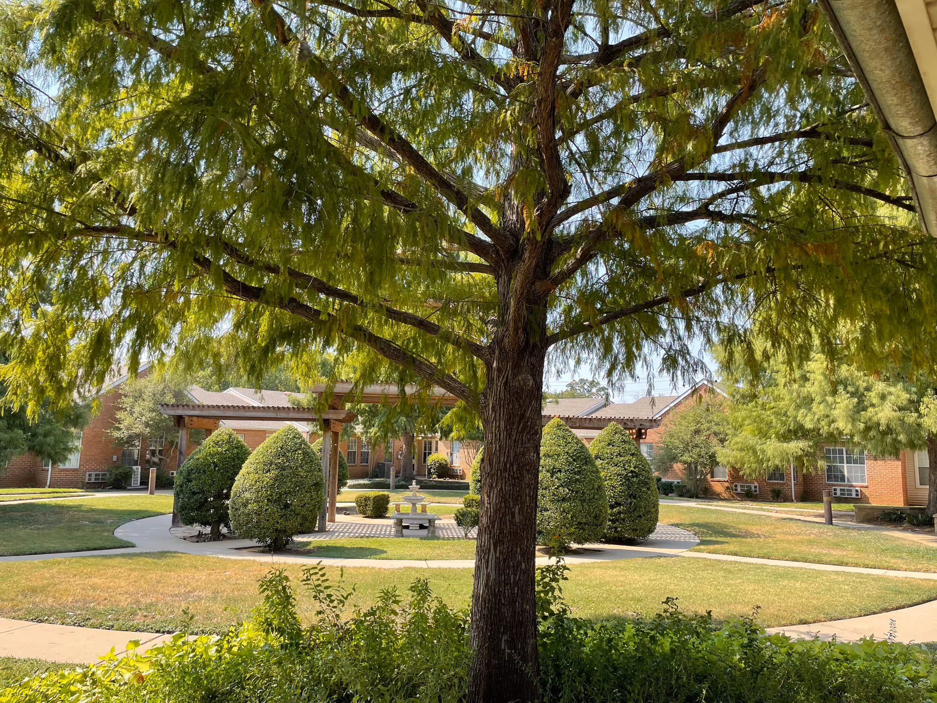 Courtyard dominated by a large tree with trimmed shrubs, a pergola and brick senior-living buildings in the background.