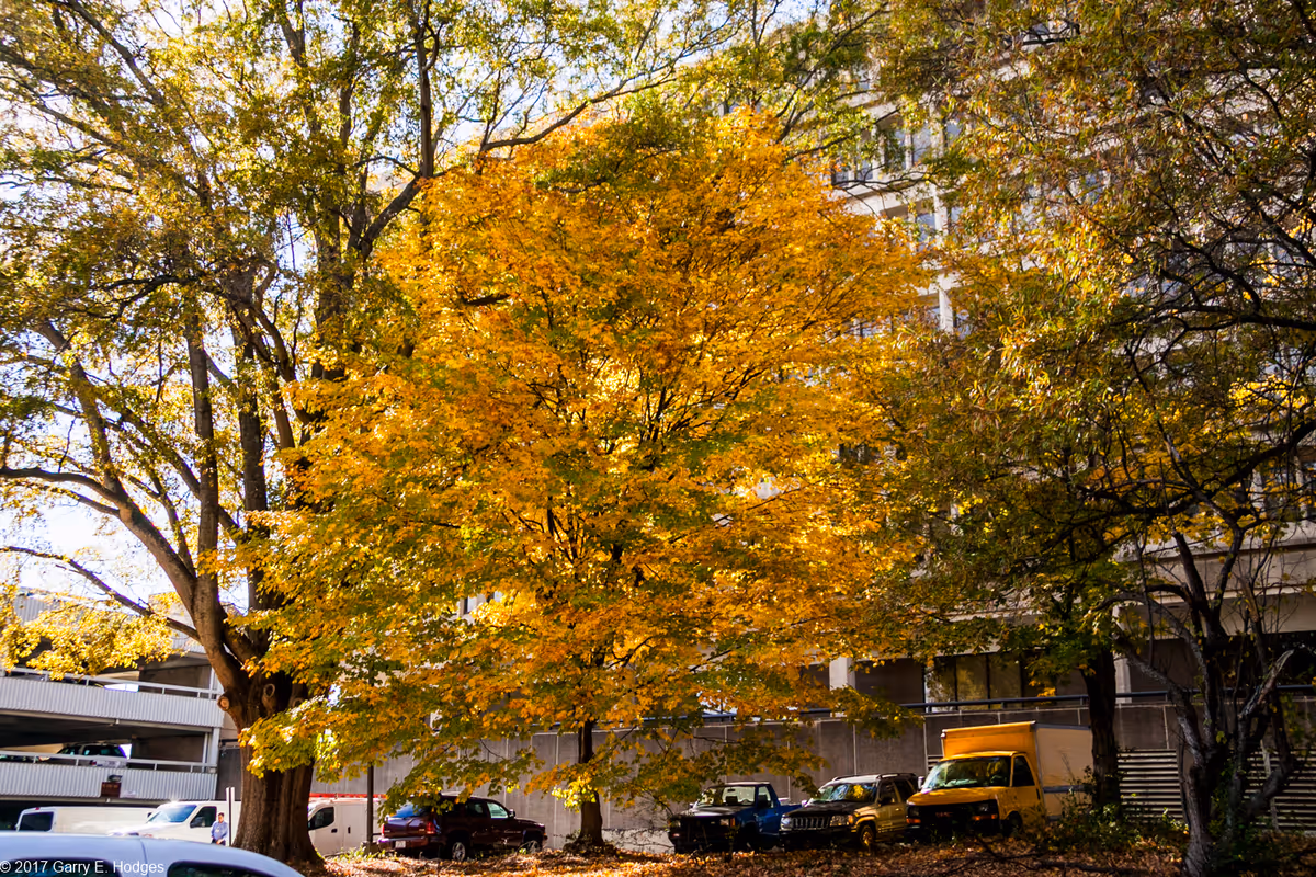 Large tree with bright yellow autumn leaves in front of a multi-story building and parked cars.