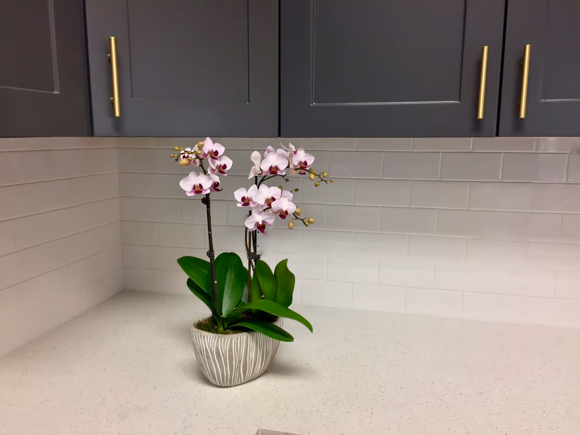 A white kitchen countertop with a small potted orchid plant featuring light pink flowers and green leaves. Above the countertop are dark gray cabinets with gold handles, and the backsplash is made of white subway tiles.