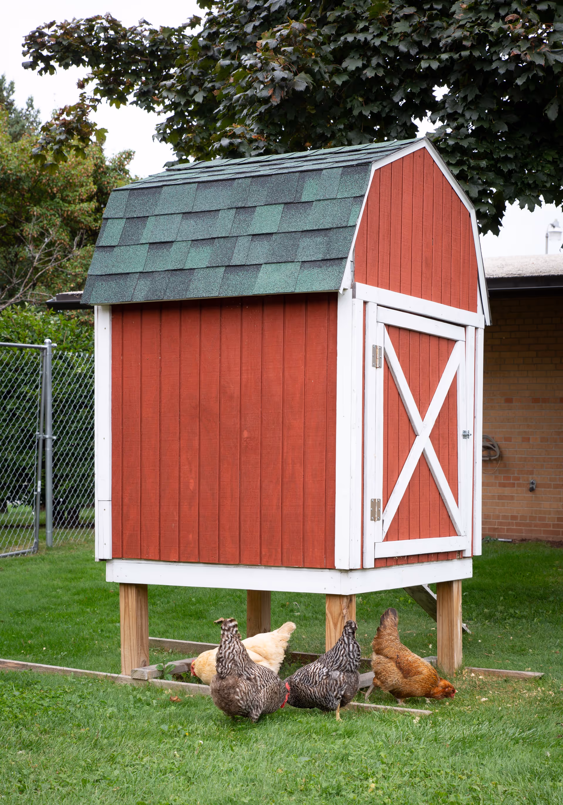 A small red wooden chicken coop with a green shingled roof elevated on wooden stilts, situated on a grassy lawn. Five chickens of various colors are pecking at the grass near the coop. In the background, there is a chain-link fence, trees, and part of a brick building.