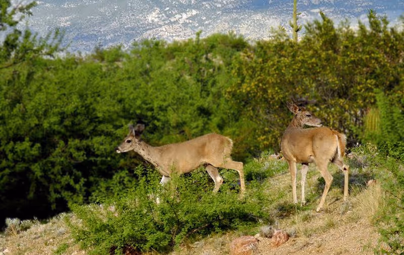 Two deer standing on a scrubby hillside with green bushes and distant mountains in the background.