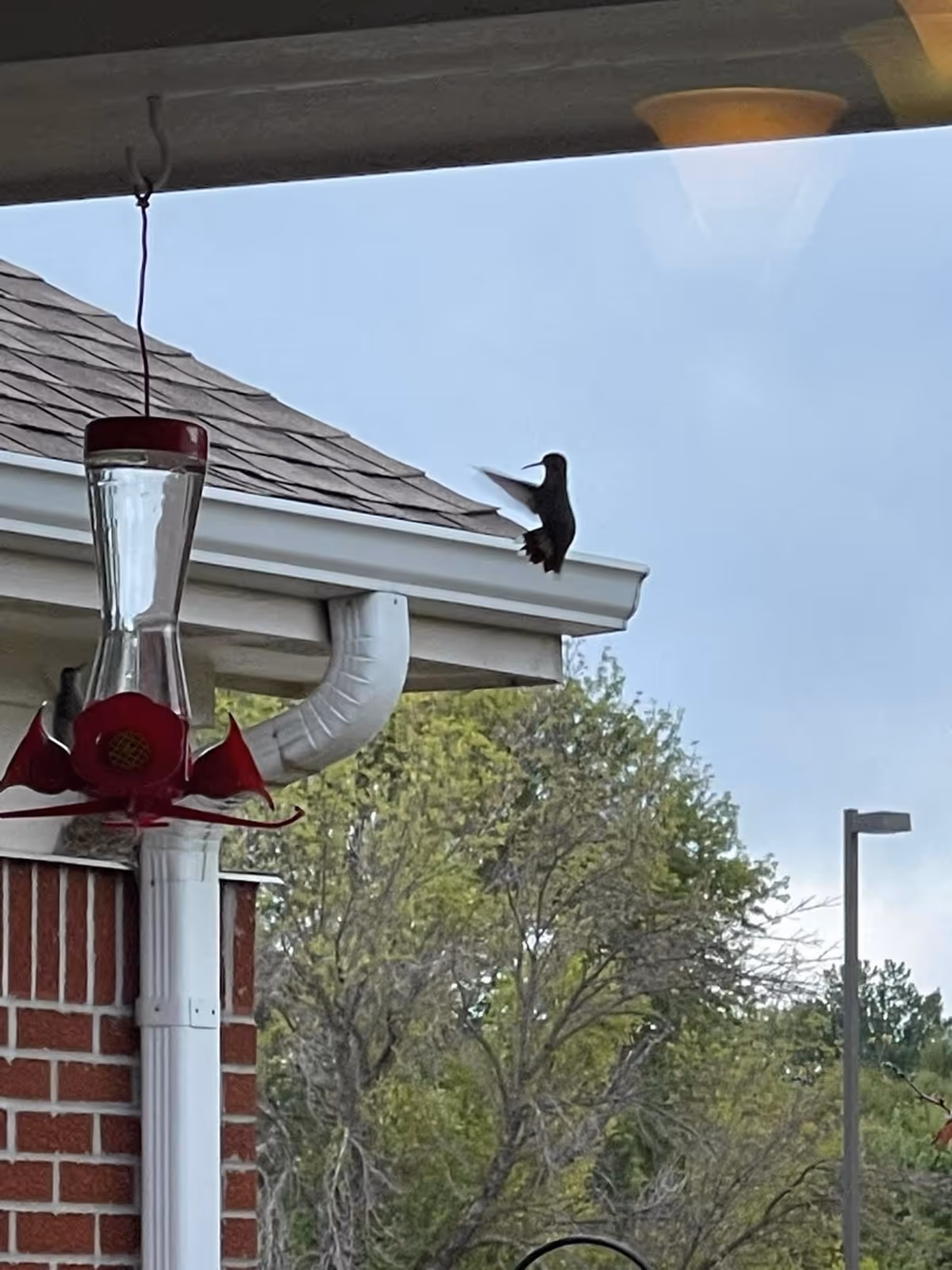 A hummingbird feeder hanging outside near the corner of a brick building with a white gutter. A hummingbird is hovering near the feeder. Trees and a street lamp are visible in the background under a cloudy sky.