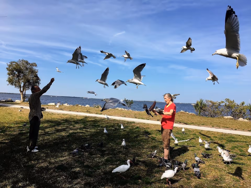 Two people standing on grass near a body of water feeding a large flock of birds, including seagulls and pigeons, with a clear blue sky overhead and some trees and bushes in the background.