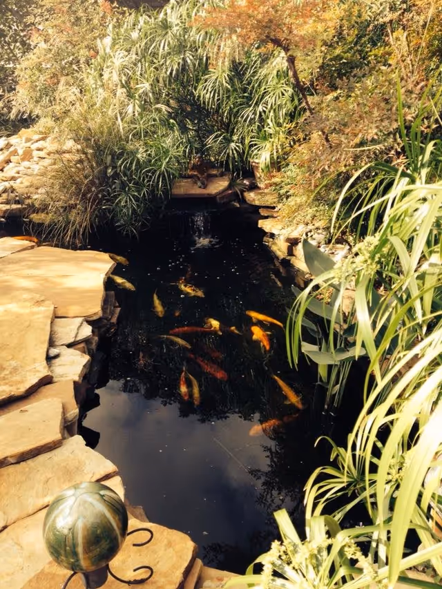 A serene outdoor koi pond surrounded by lush greenery and stone pathways. Colorful koi fish swim in the clear water, and various plants and bushes frame the pond, creating a peaceful garden setting.