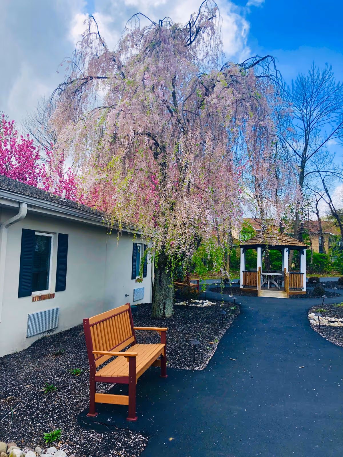 A paved courtyard with a wooden bench, a large flowering weeping tree and a gazebo beside a single-story building.