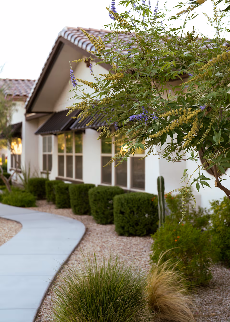 A curved concrete walkway bordered by desert landscaping with green bushes, flowering plants, and a cactus leading to a building with white walls and a tiled roof.