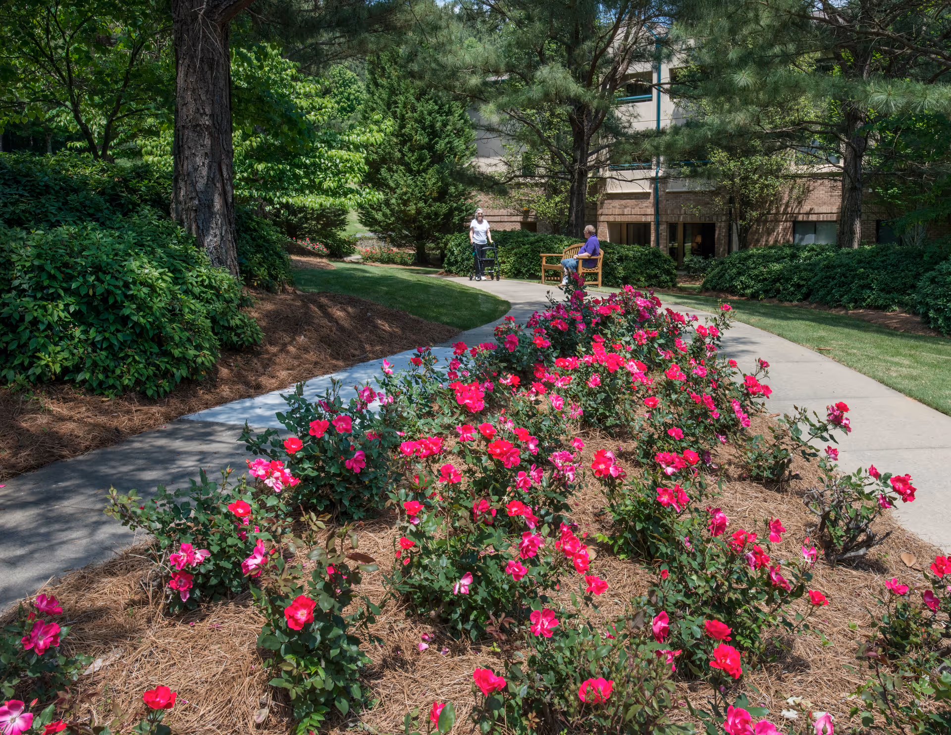 A garden pathway lined with vibrant pink flowers and surrounded by green bushes and trees. Two elderly people are visible, one sitting on a bench and the other standing with a walker, near a building in the background.