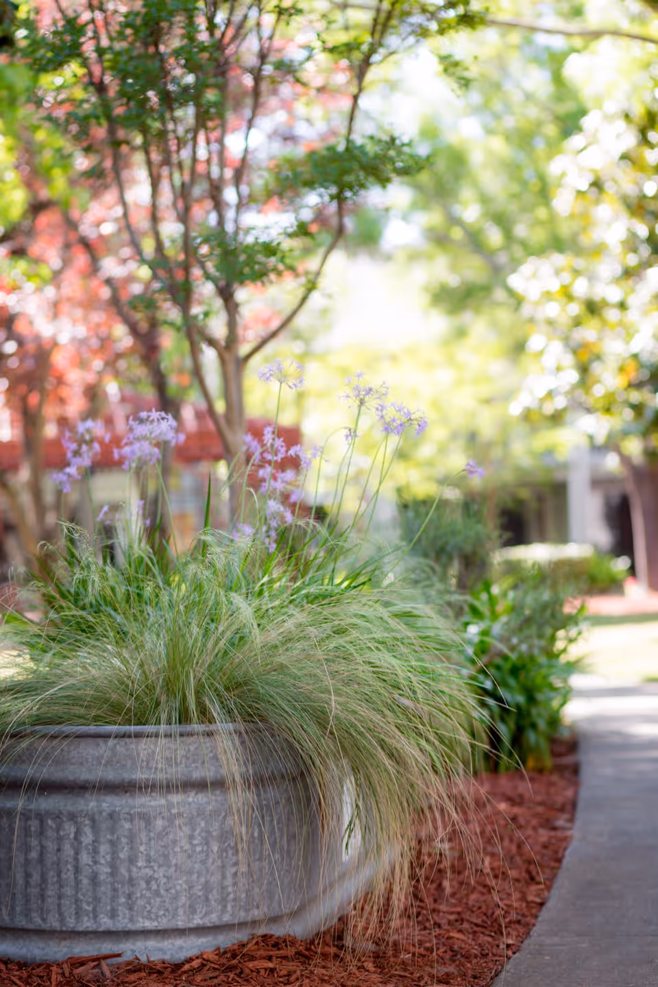 A large round concrete planter filled with tall green grasses and delicate purple flowers, situated along a curved pathway with red mulch and surrounded by trees and greenery in a sunny outdoor garden setting.