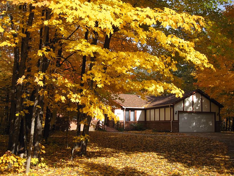 A single-story house with a garage surrounded by trees with bright yellow autumn leaves. The ground is covered with fallen leaves, and sunlight filters through the foliage.
