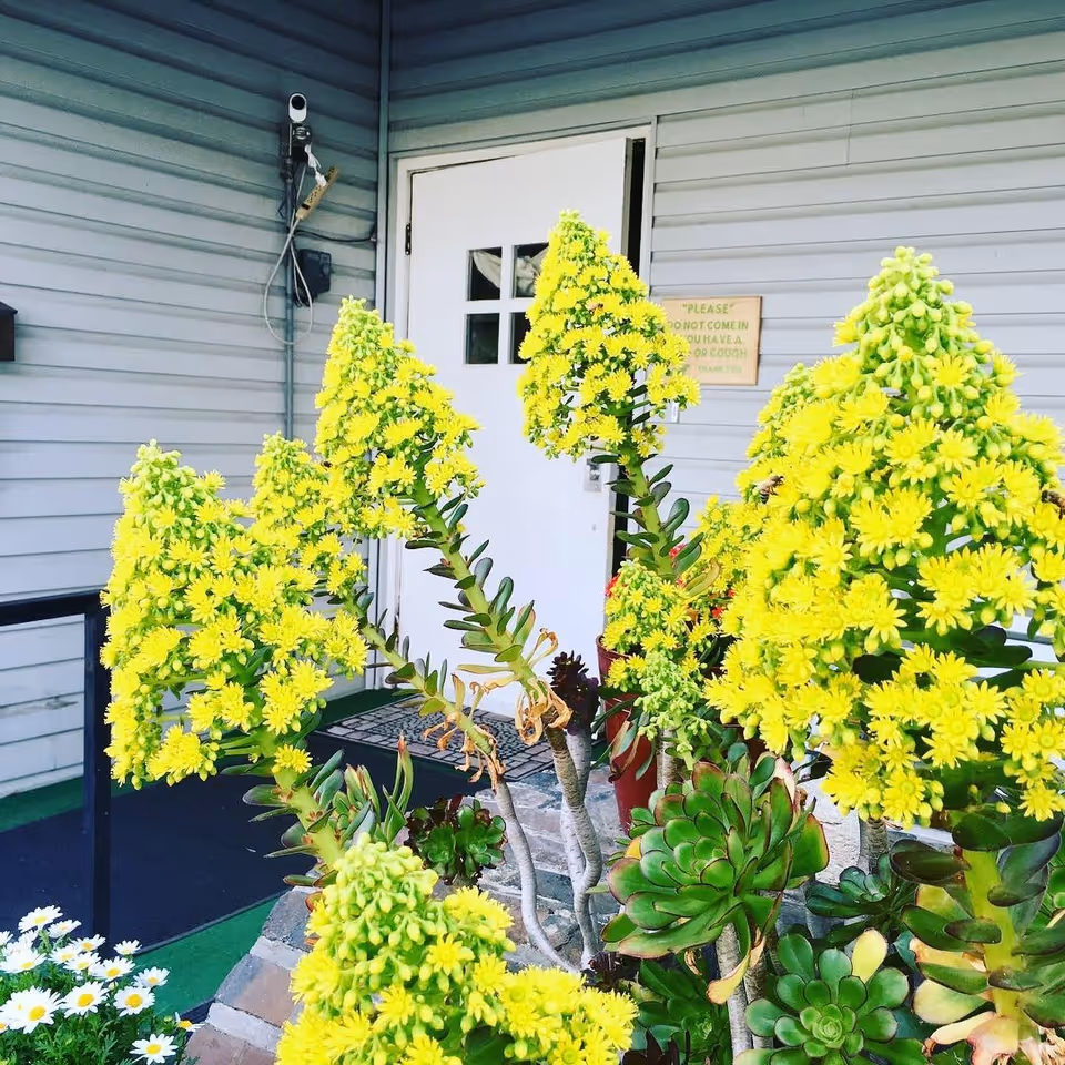 Yellow flowering succulents in front of a white entrance door on a gray vinyl-sided building.