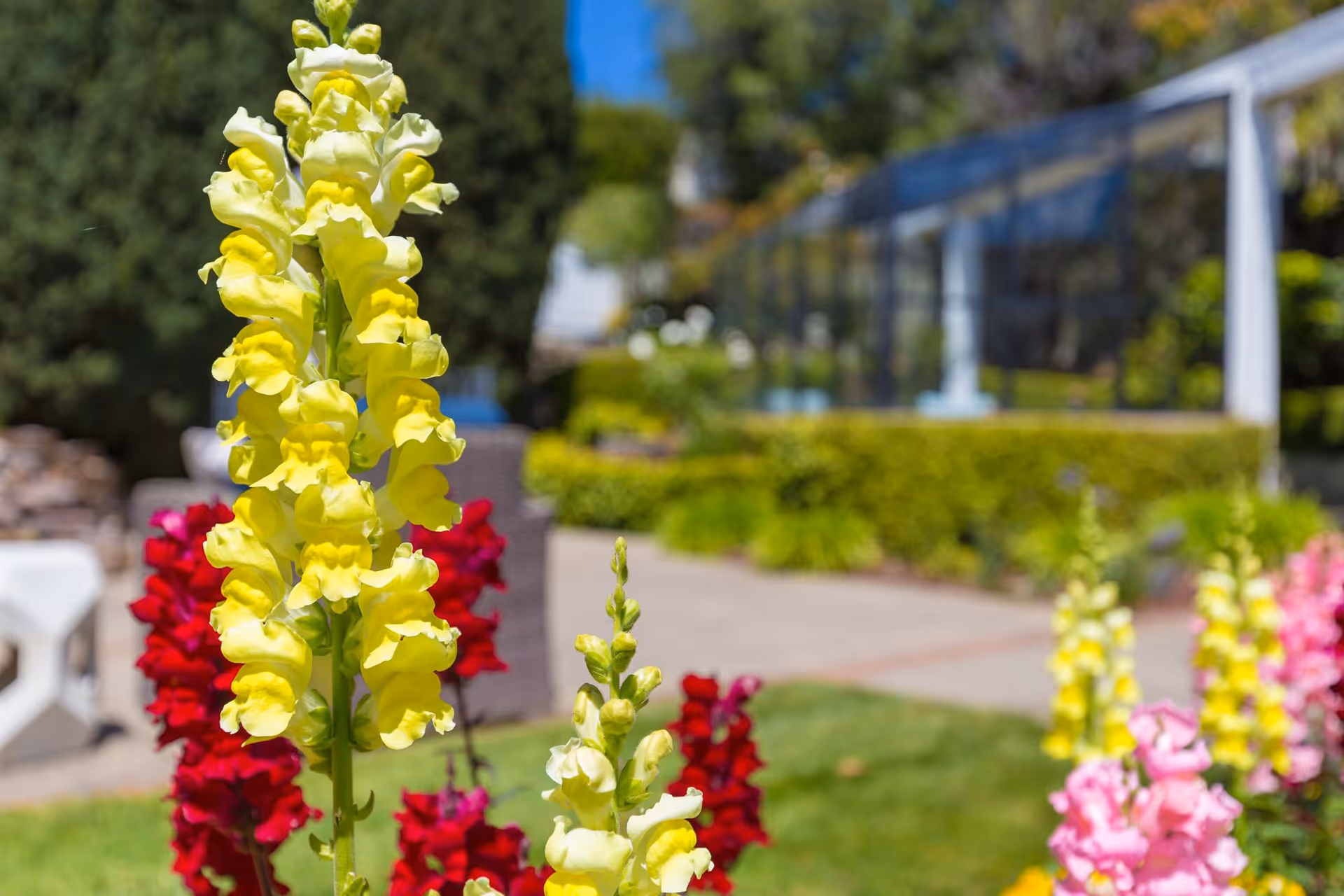 Close-up of yellow, red, and pink snapdragon flowers in a garden area with green bushes, a paved walkway, and outdoor seating furniture in the background under a clear blue sky.