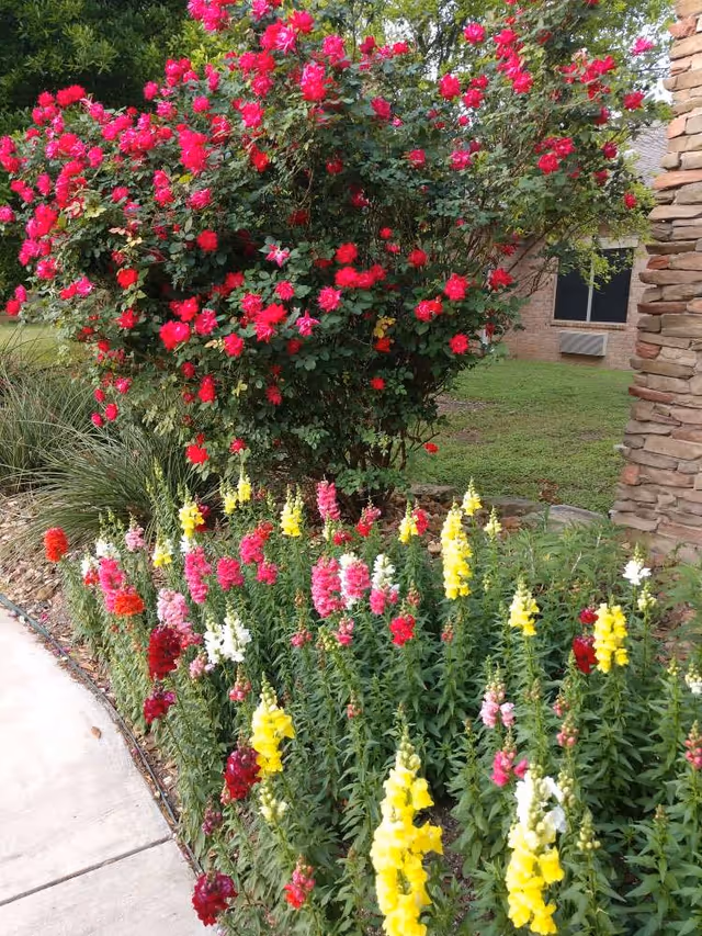 A garden area with a variety of colorful flowers including tall yellow, pink, white, and red snapdragons in the foreground and a large bush with bright red flowers behind them. There is a stone pillar on the right side and a building with a window and air conditioning unit in the background.