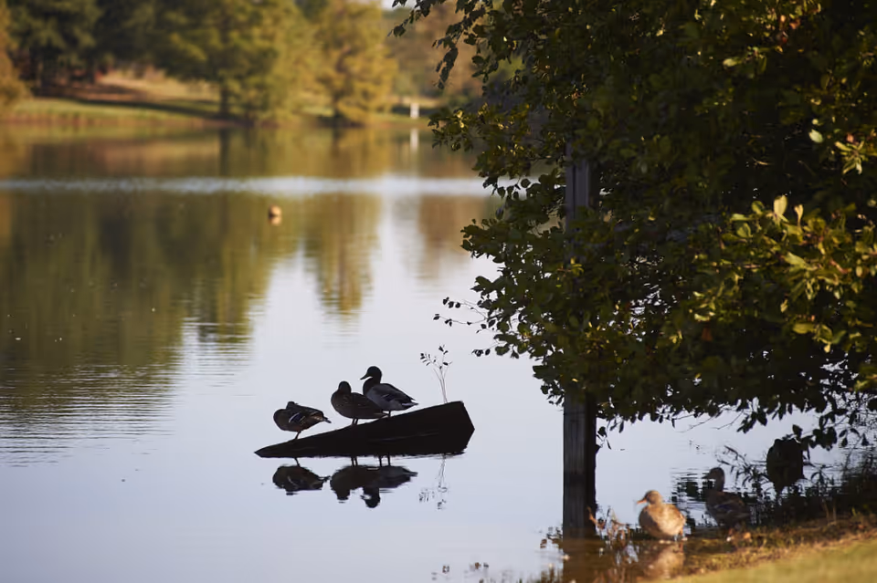 A peaceful lake scene with several ducks resting on a partially submerged log and on the grassy shore, surrounded by trees with green foliage reflecting on the calm water.
