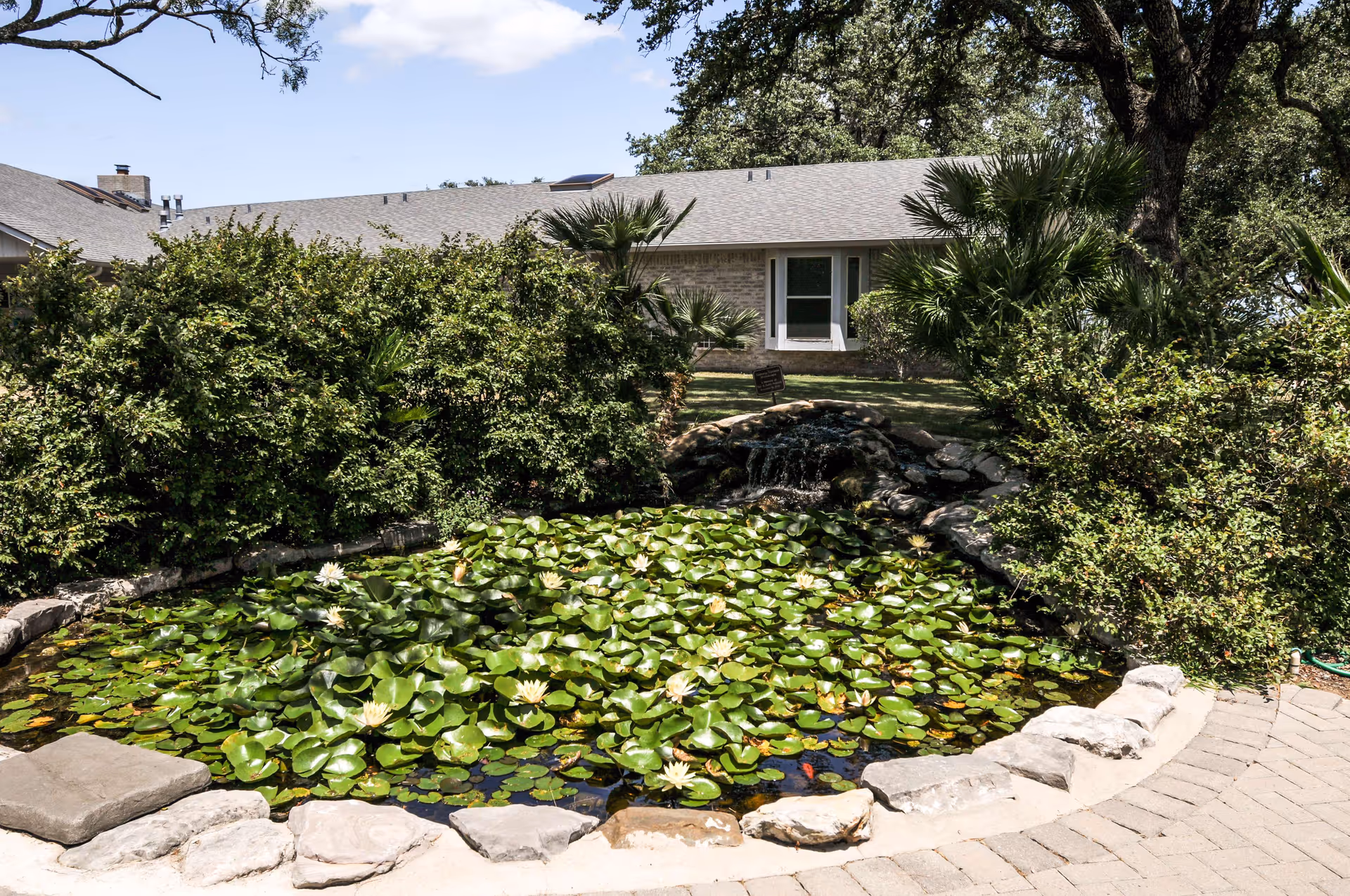 A serene outdoor garden area featuring a pond filled with green lily pads and white flowers, surrounded by stone edging. Behind the pond, there are dense bushes and palm plants, with a single-story building with a gray roof and windows in the background under a clear blue sky.