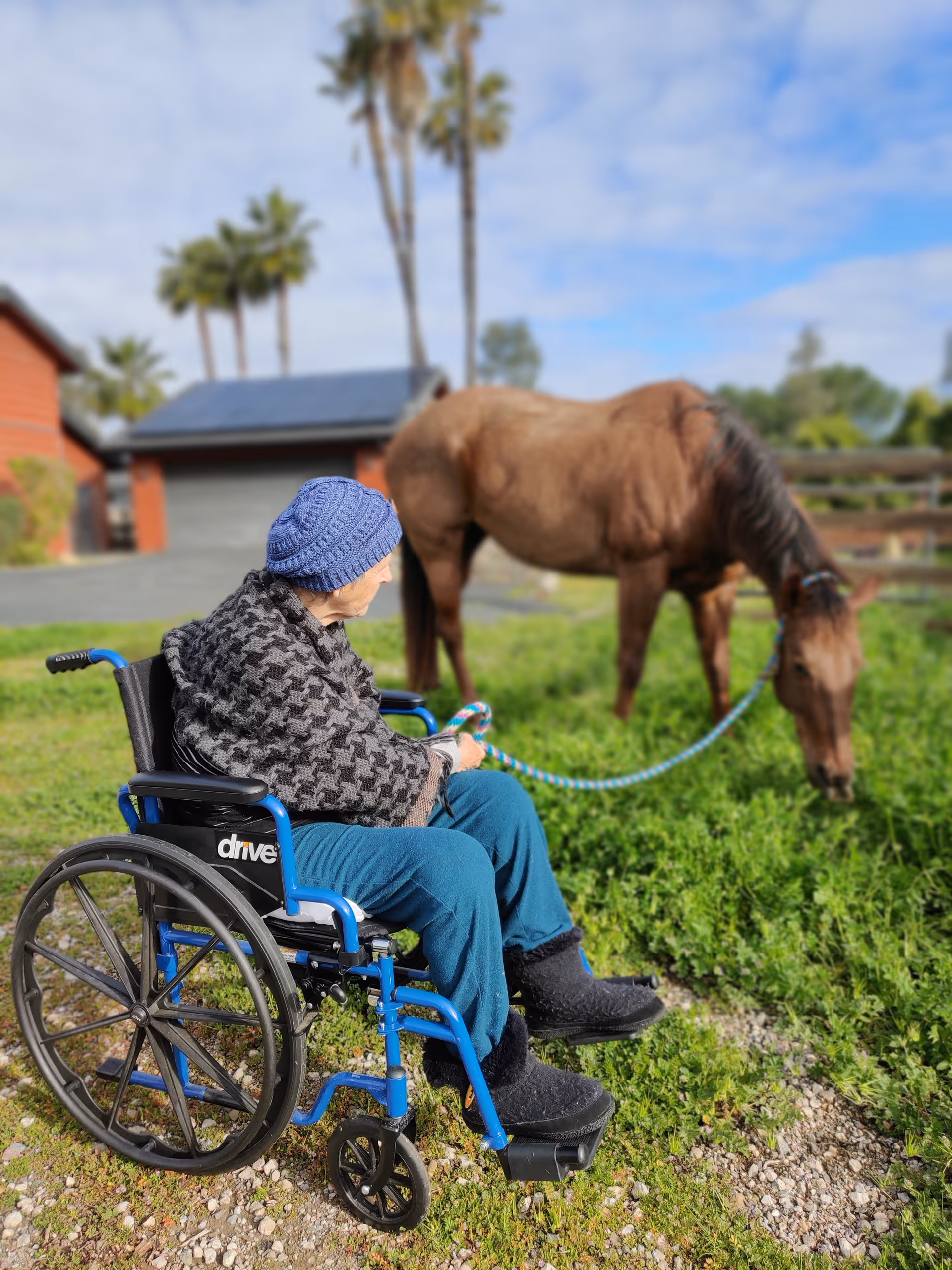 An elderly person in a blue wheelchair wearing a blue knit hat and a patterned shawl is holding a rope tied to a brown horse grazing on green grass. The background shows a red building, palm trees, and a partly cloudy sky.
