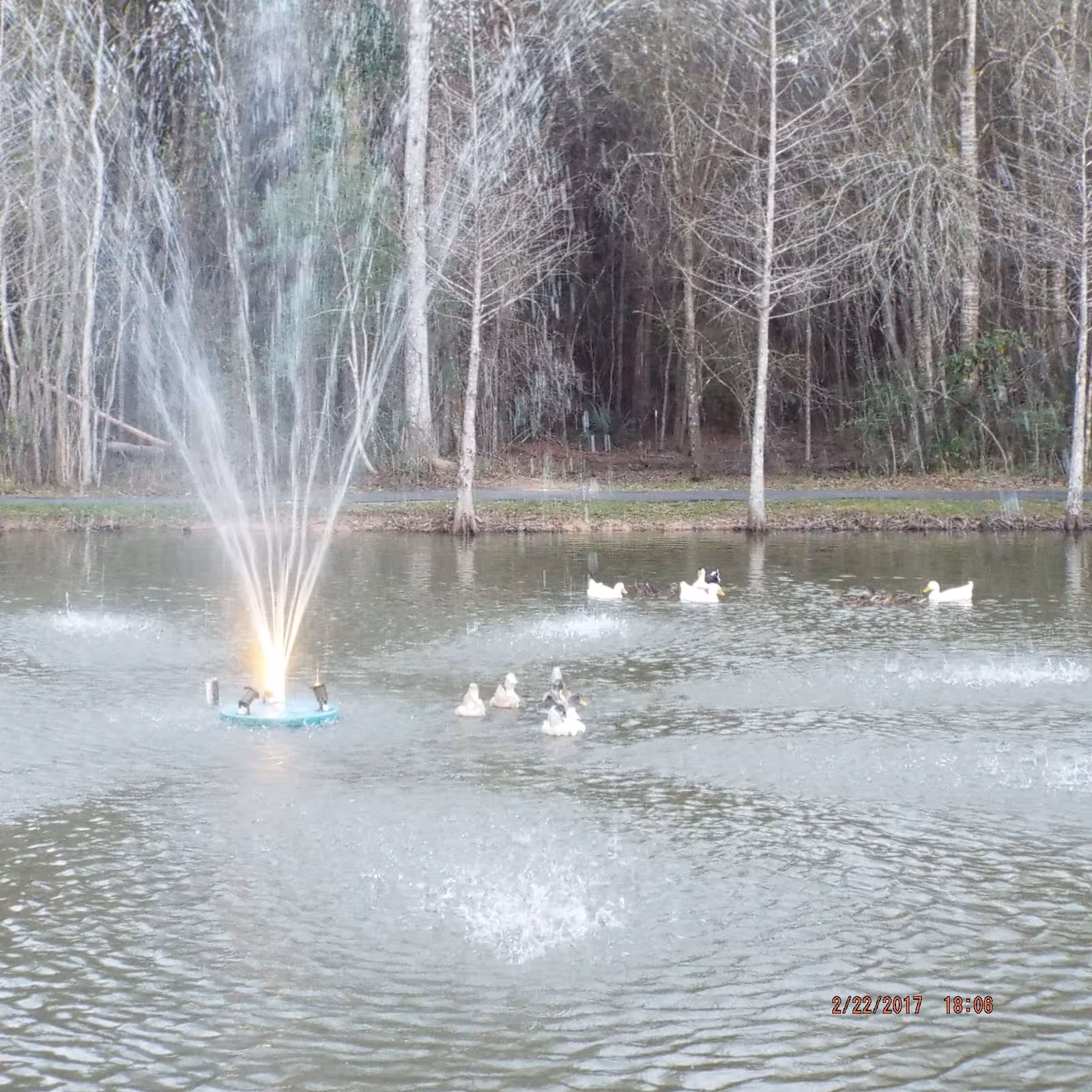 A pond with a water fountain spraying water upwards, surrounded by trees in the background. Several ducks are swimming on the pond's surface.